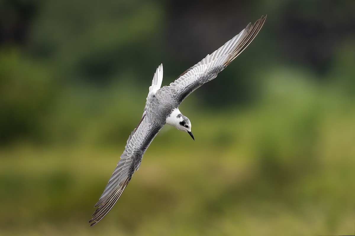 White-winged Tern - ML643120707