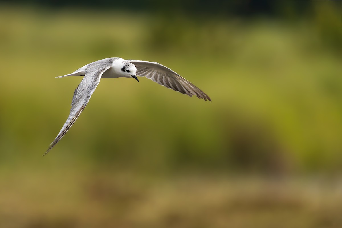 White-winged Tern - ML643120708
