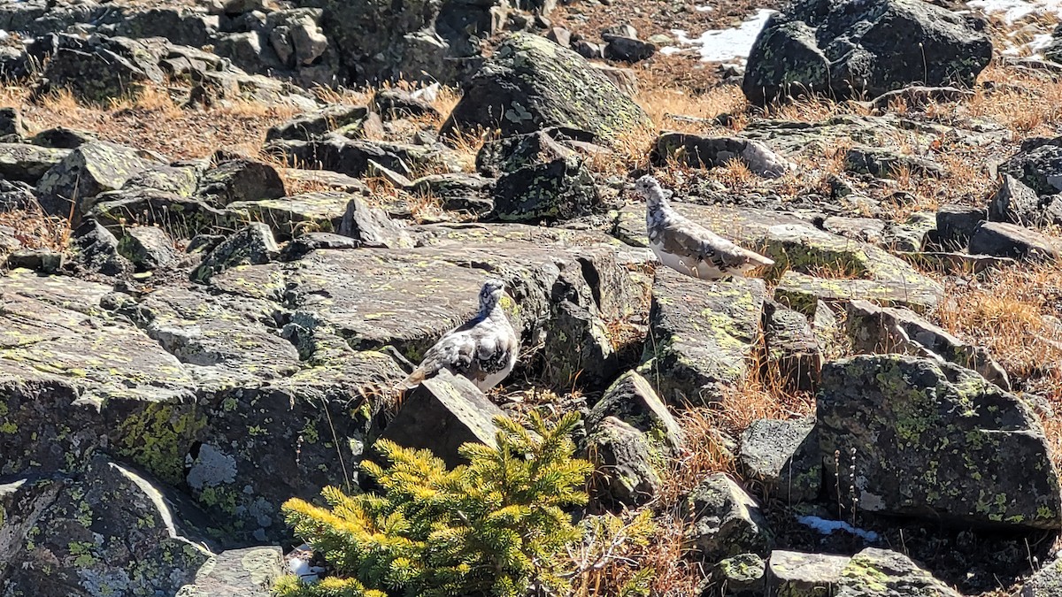 White-tailed Ptarmigan - ML643120719