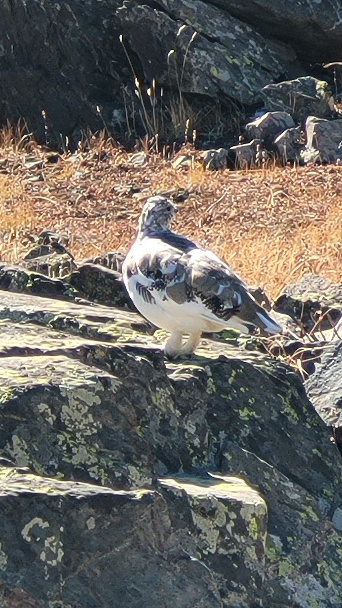 White-tailed Ptarmigan - ML643120723