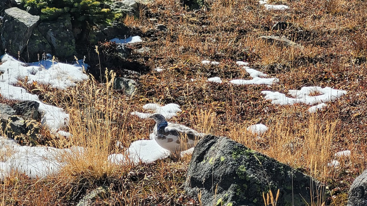 White-tailed Ptarmigan - ML643120733
