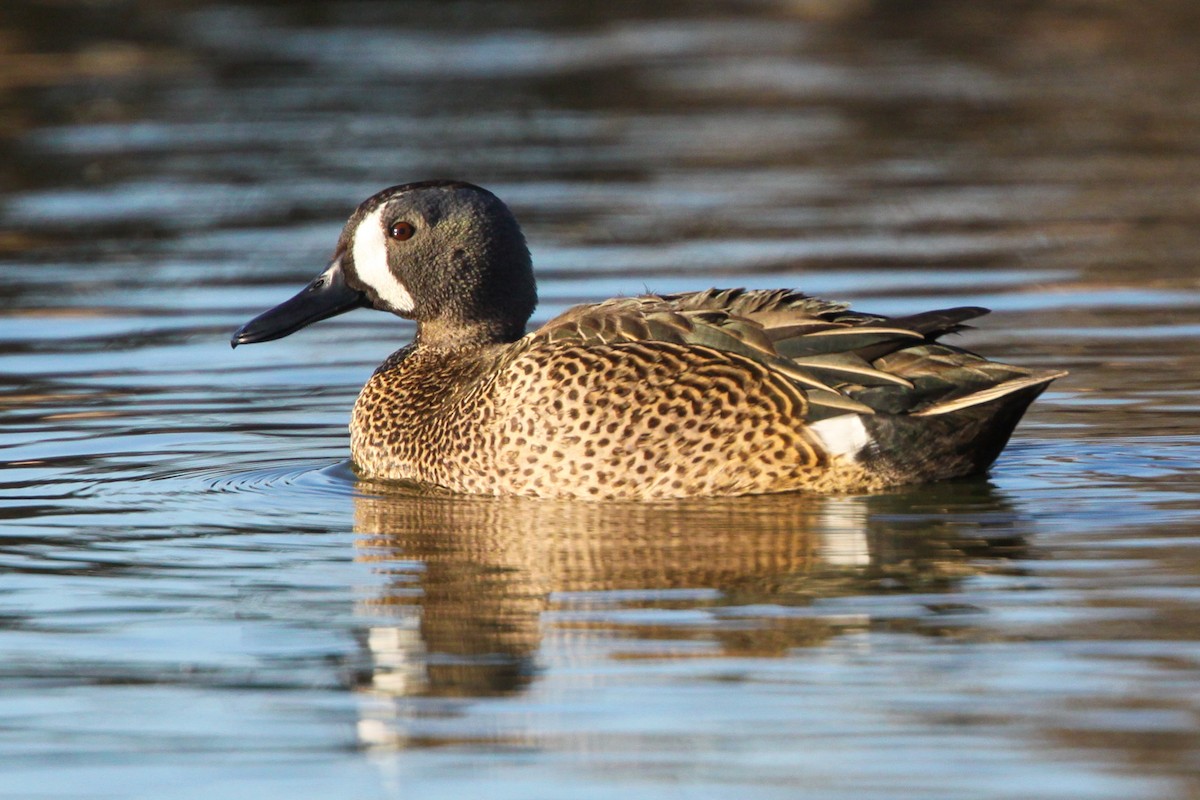 Blue-winged Teal - ML643120744