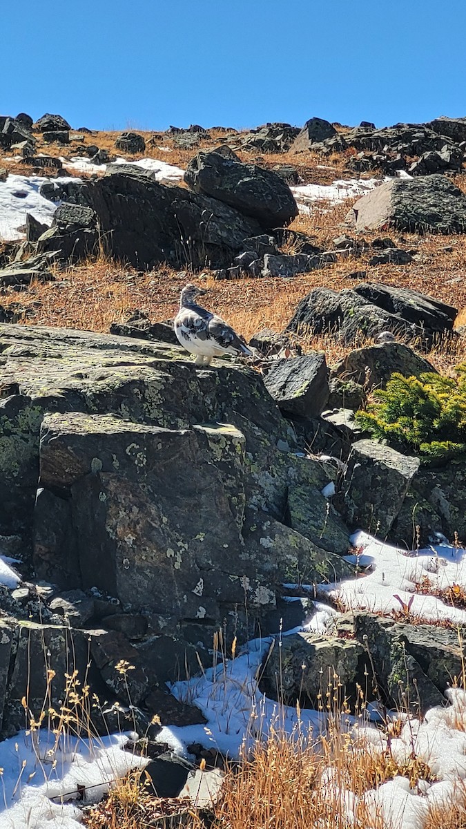 White-tailed Ptarmigan - ML643120756