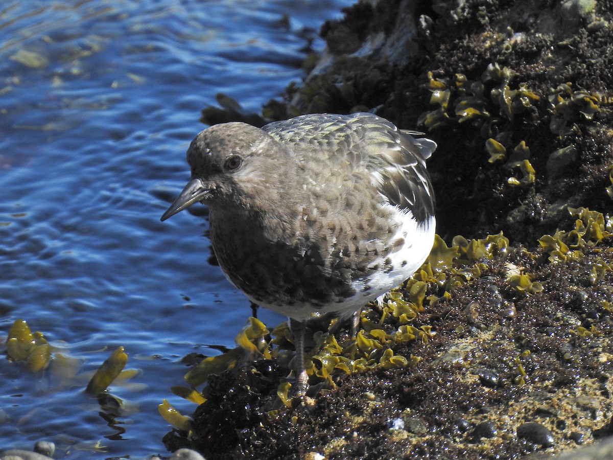 Black Turnstone - ML643120768