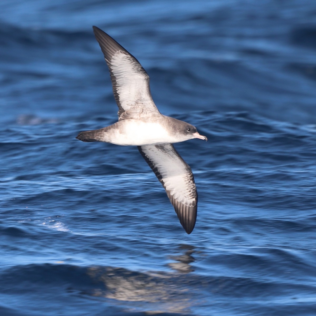 Pink-footed Shearwater - ML643120801