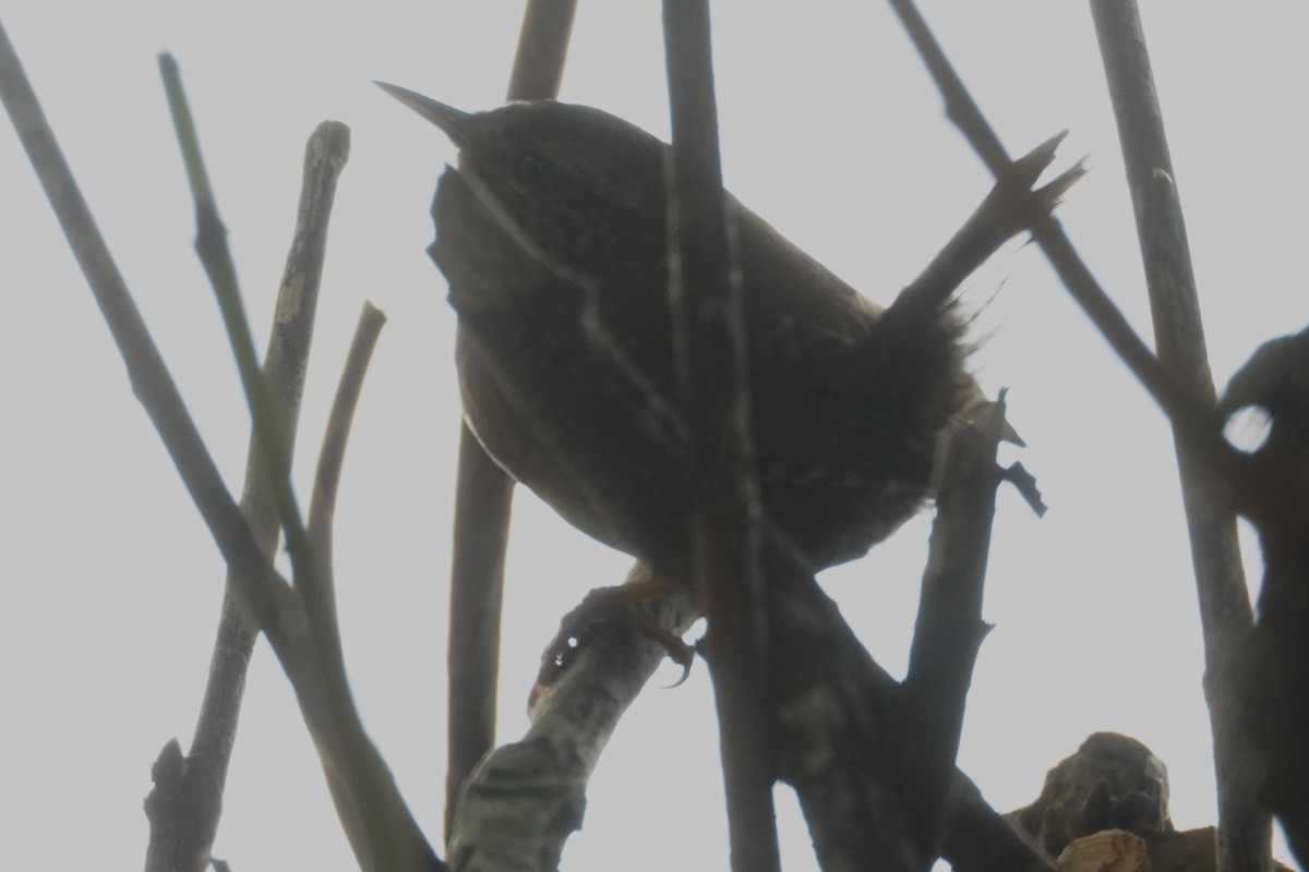 Pacific Wren - ML643120864