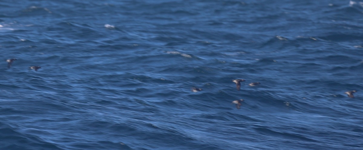 Cassin's Auklet - ML643120870