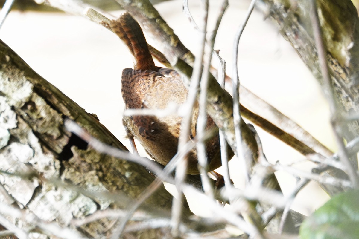 Pacific Wren - ML643120884