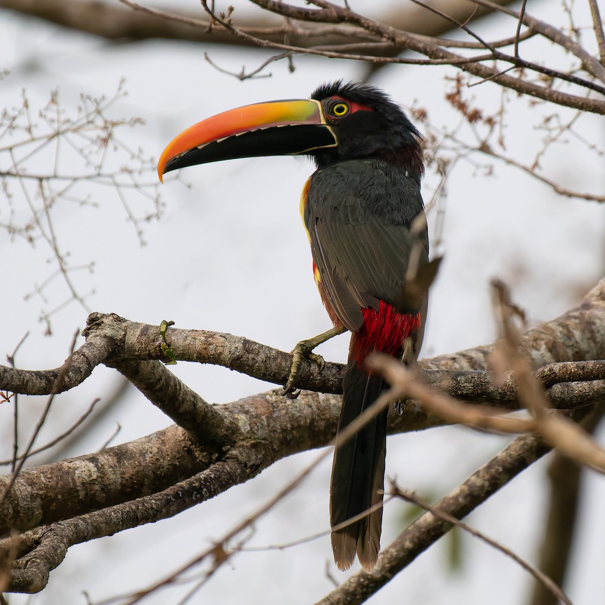 Fiery-billed Aracari - ML643120896