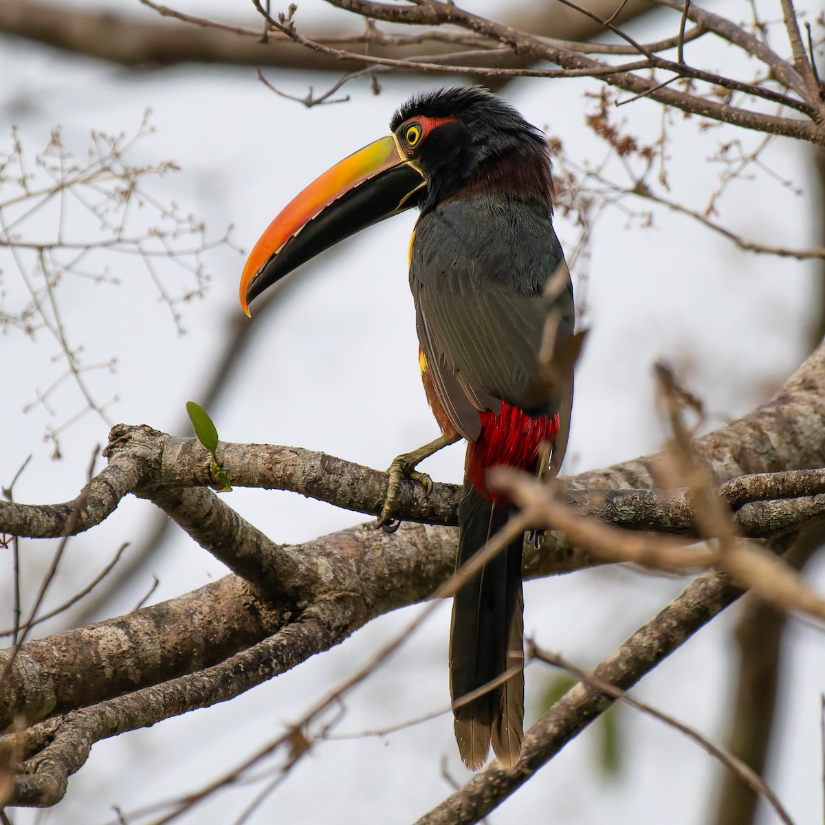 Fiery-billed Aracari - ML643120897