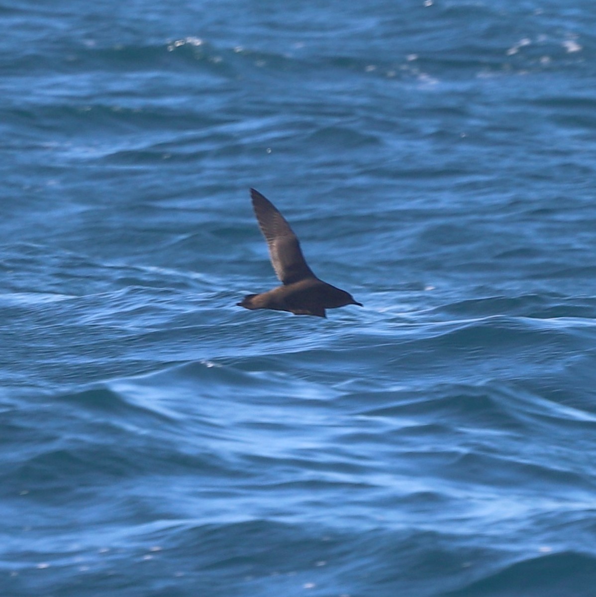 יסעור קצר-זנב - ML643120898