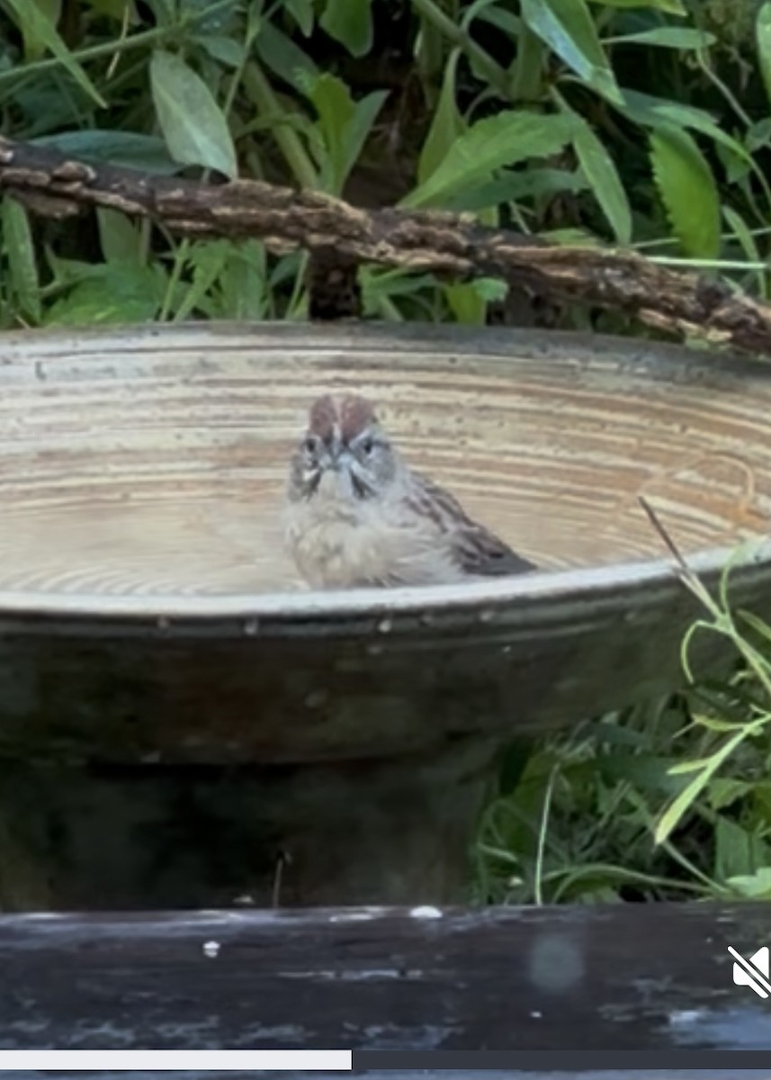 Rufous-crowned Sparrow - ML643120899