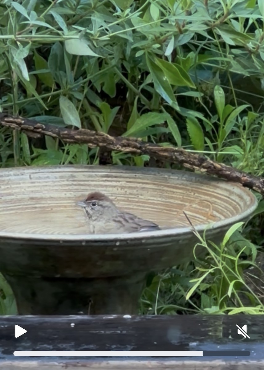 Rufous-crowned Sparrow - ML643120900