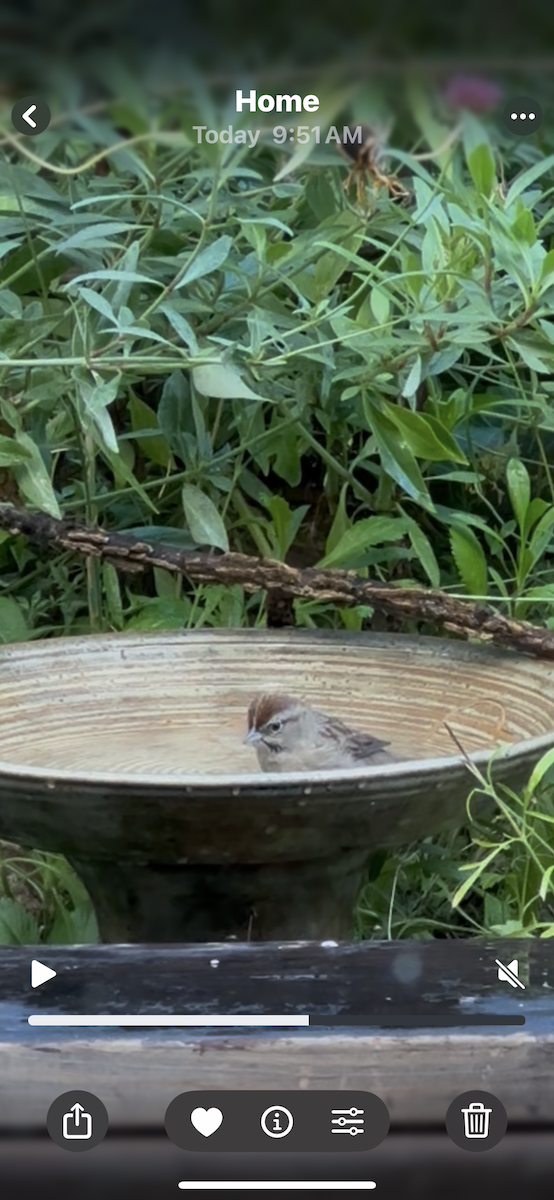 Rufous-crowned Sparrow - ML643120902