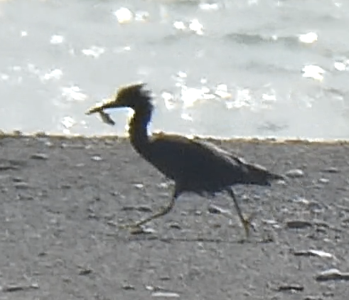 Pacific Reef-Heron - ML643120924