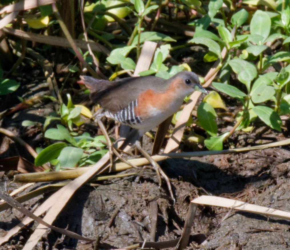 Rufous-sided Crake - ML643120934