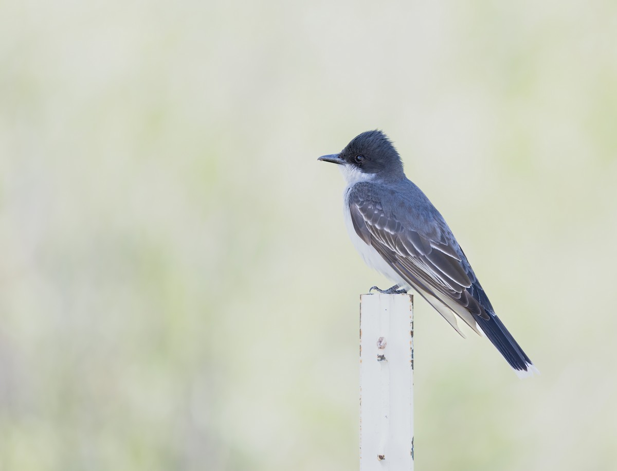 Eastern Kingbird - ML643120958