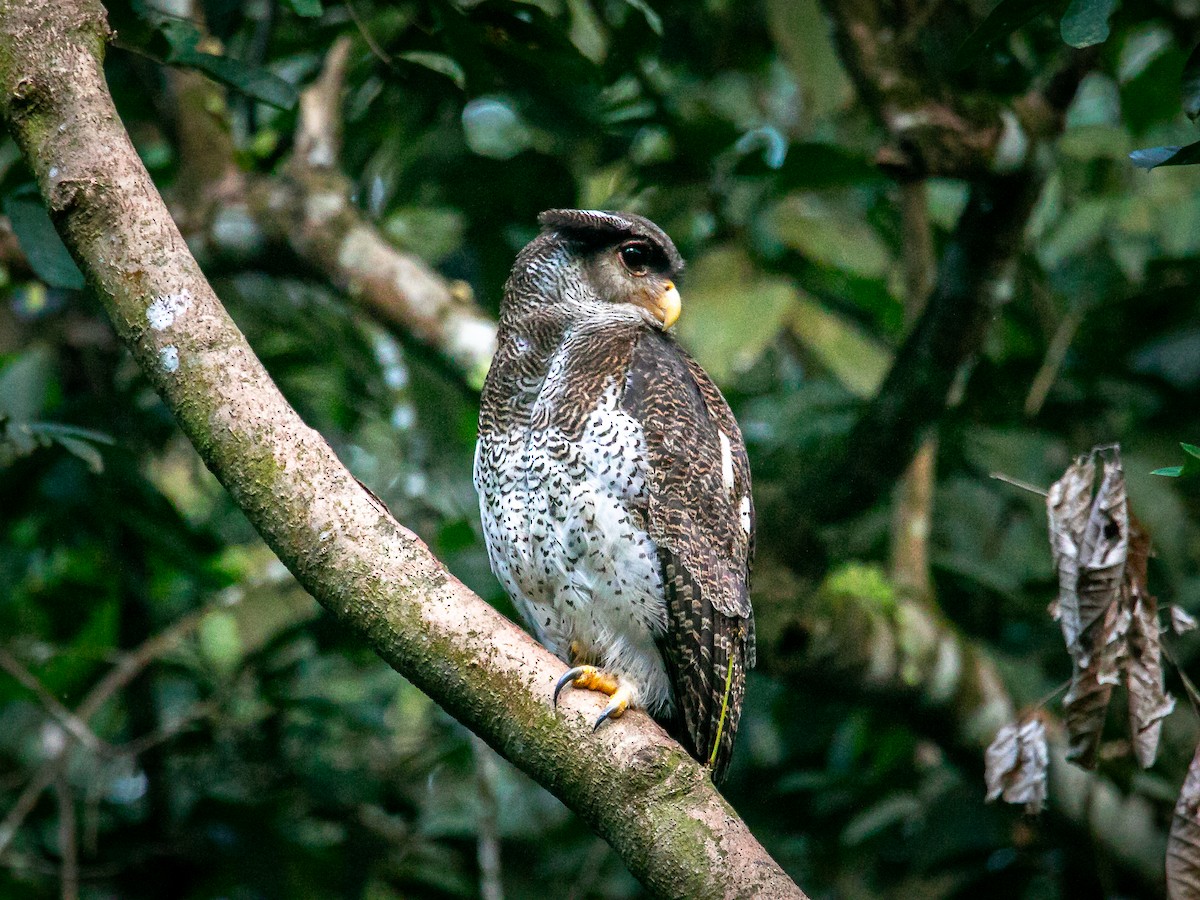 Barred Eagle-Owl - ML643121005