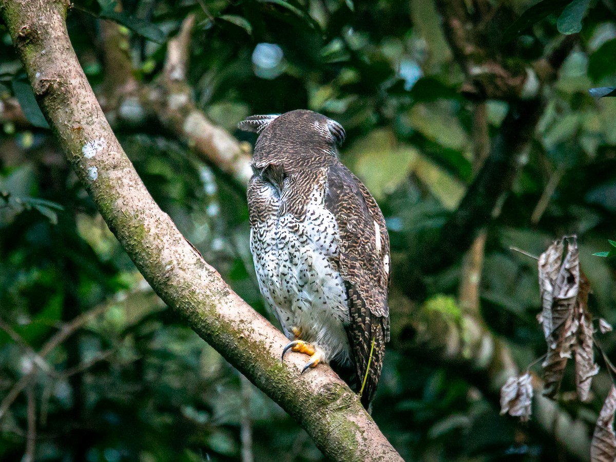 Barred Eagle-Owl - ML643121006