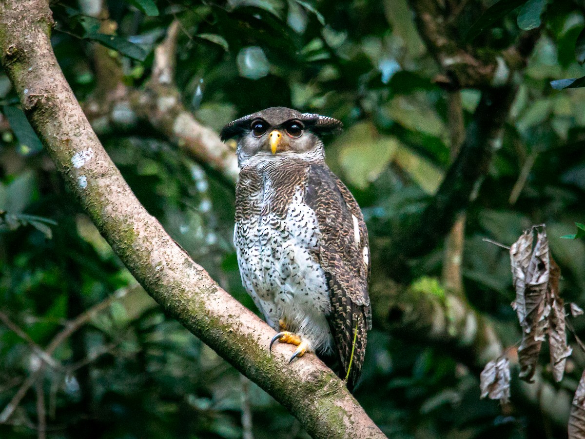 Barred Eagle-Owl - ML643121007