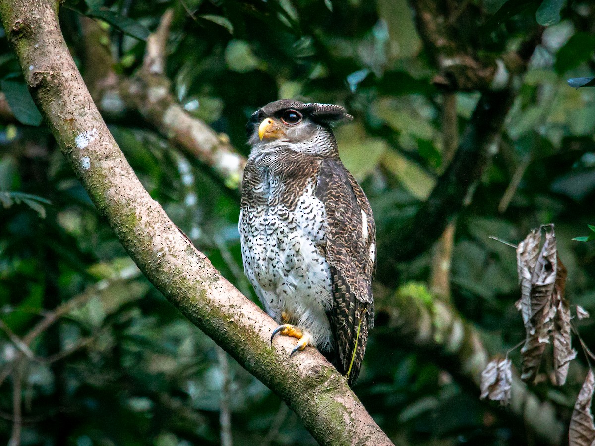 Barred Eagle-Owl - ML643121008