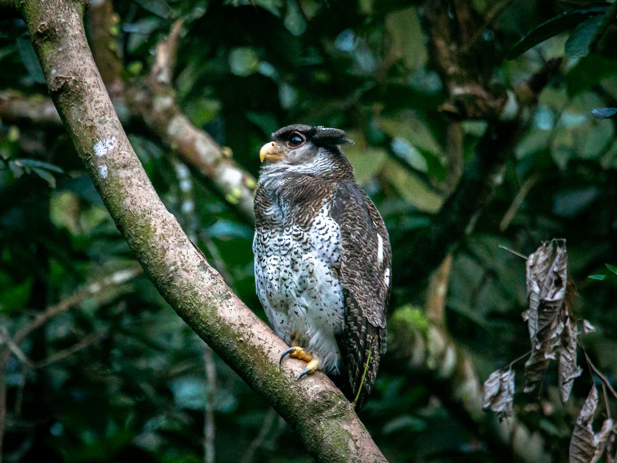 Barred Eagle-Owl - ML643121009