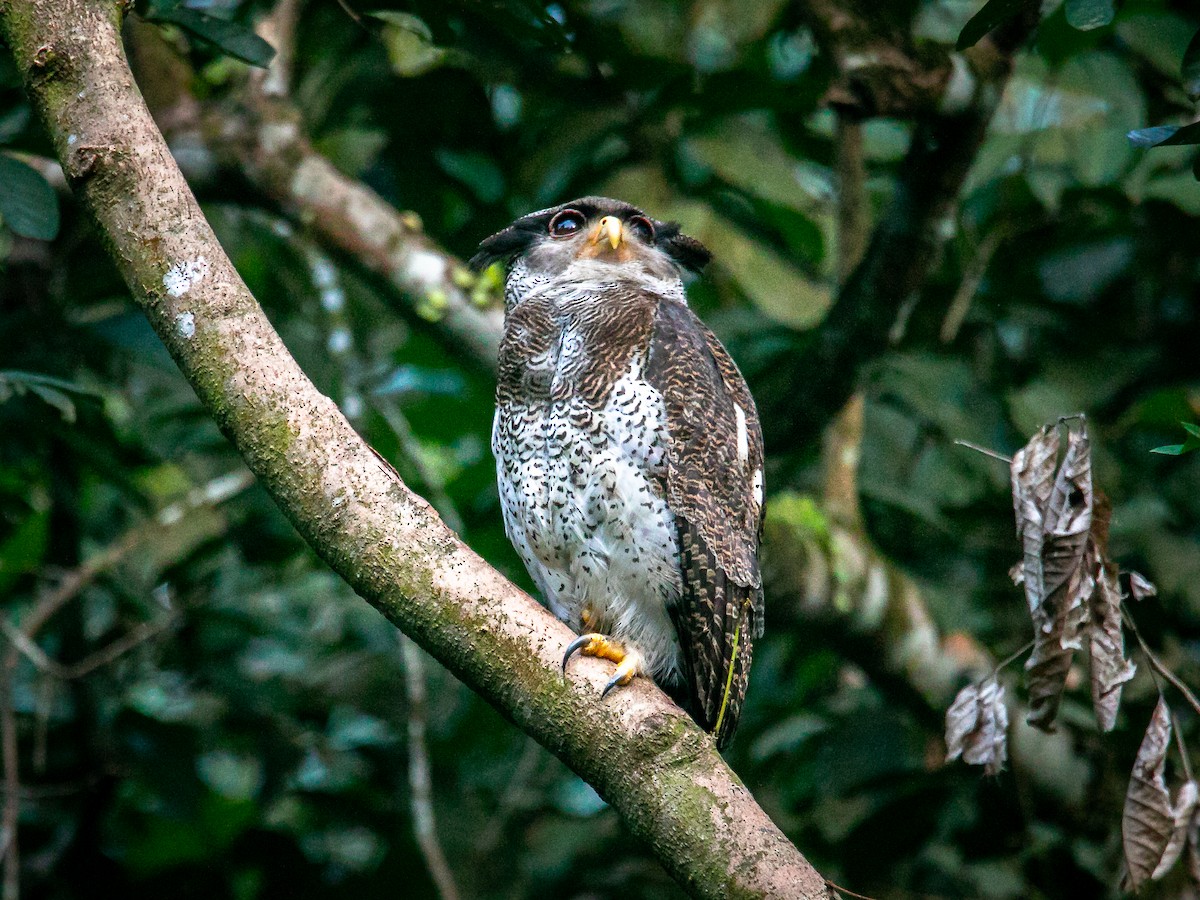 Barred Eagle-Owl - ML643121010