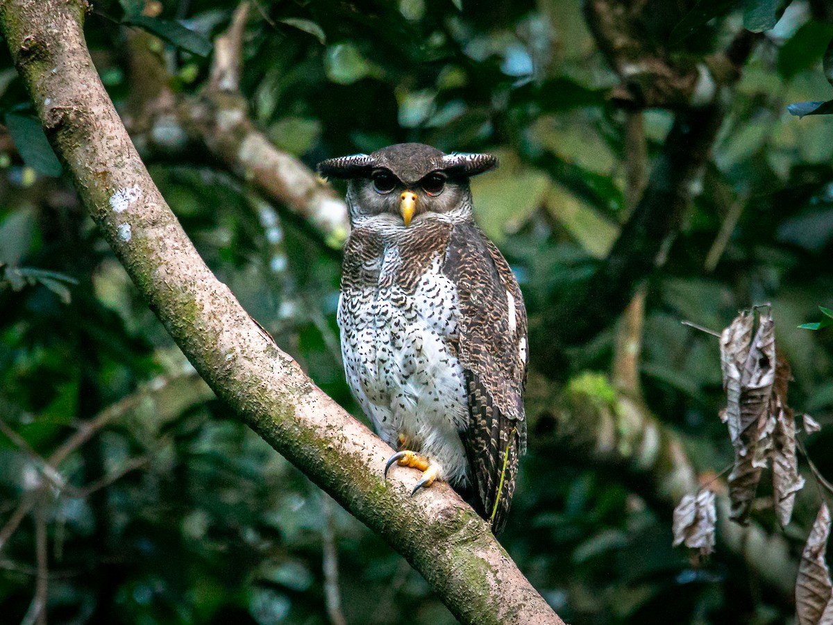 Barred Eagle-Owl - ML643121011