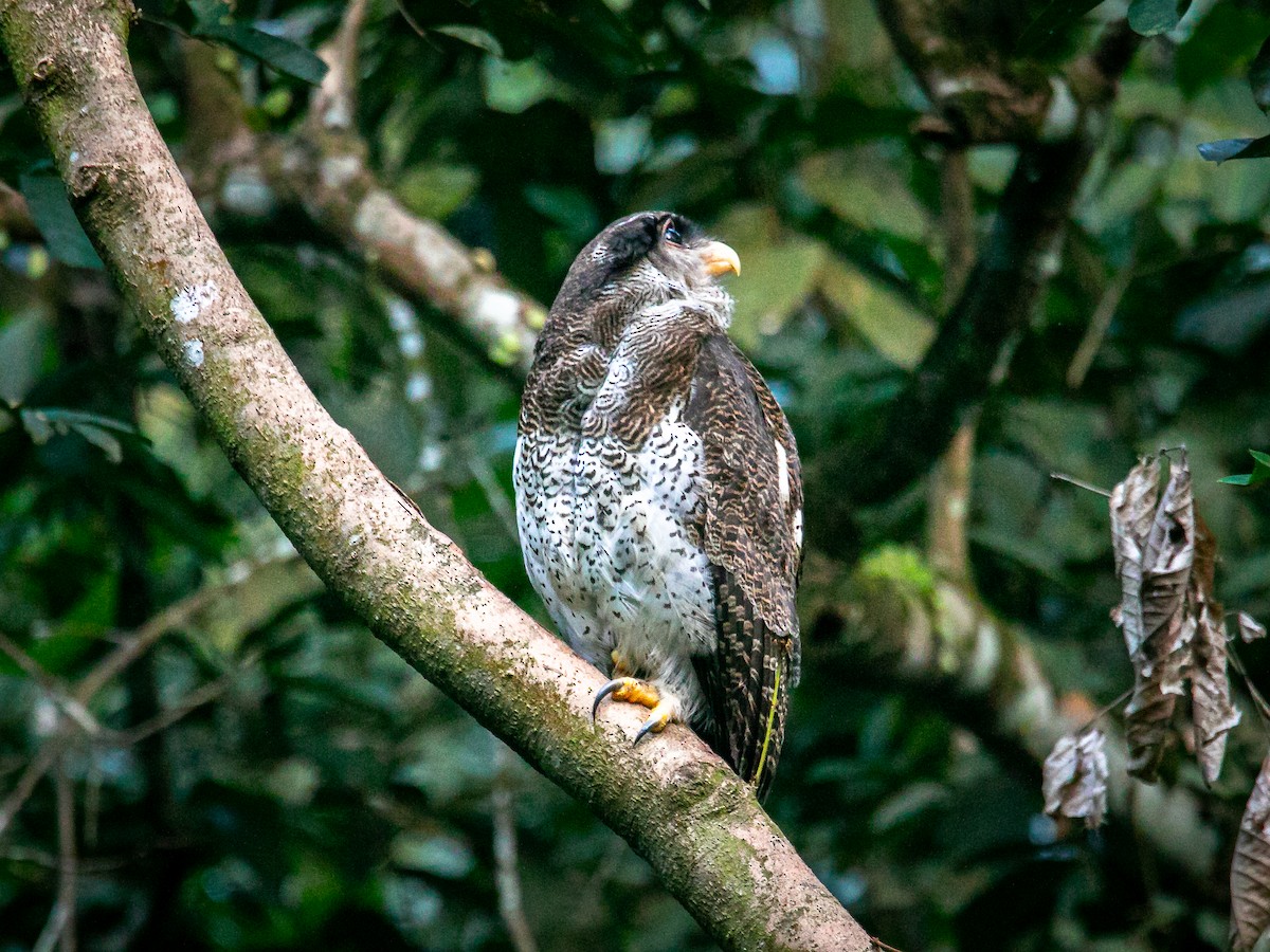 Barred Eagle-Owl - ML643121012