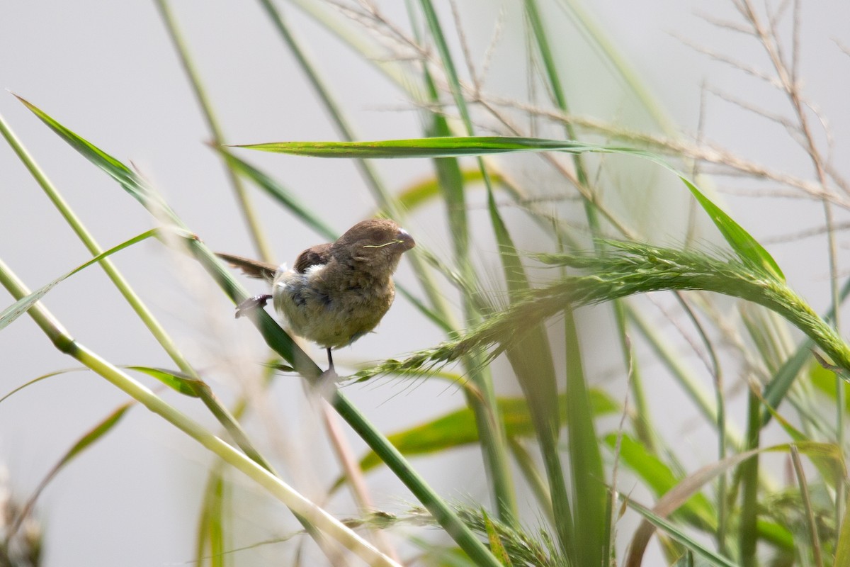 Cinnamon-rumped Seedeater - ML643121018