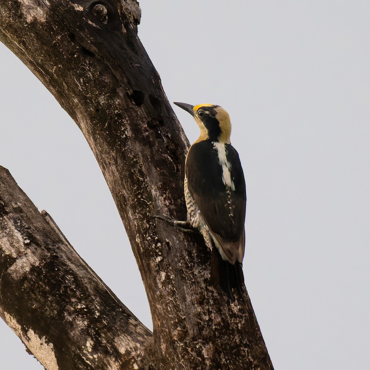 gullnakkespett - ML643121031