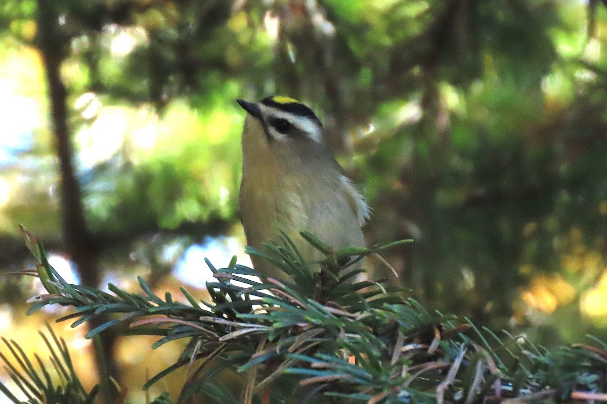 Golden-crowned Kinglet - ML643121049