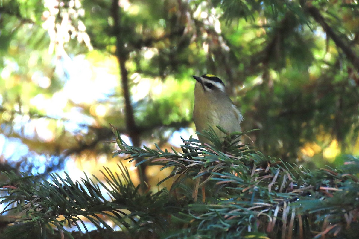 Golden-crowned Kinglet - ML643121050