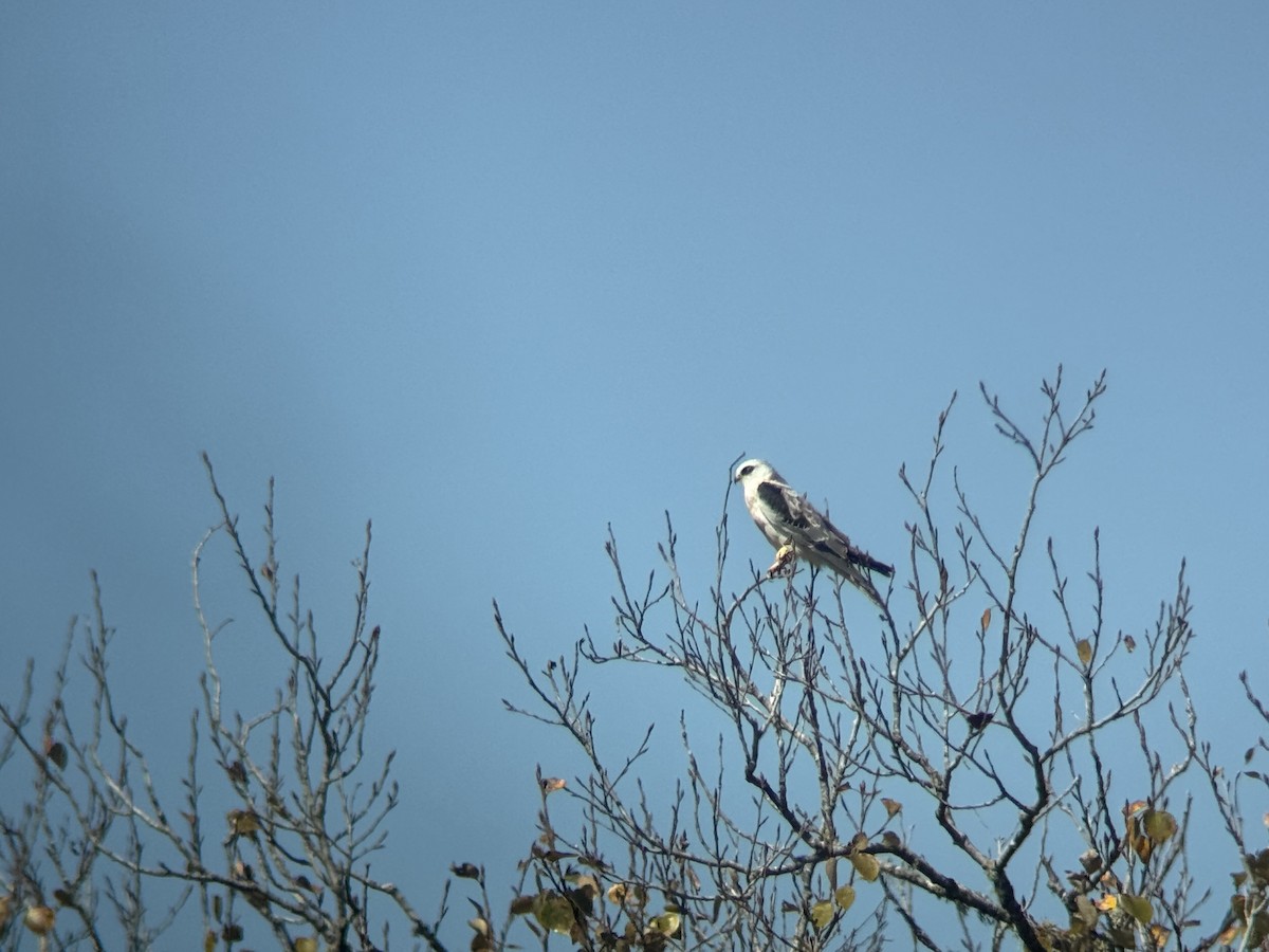 White-tailed Kite - ML643121051