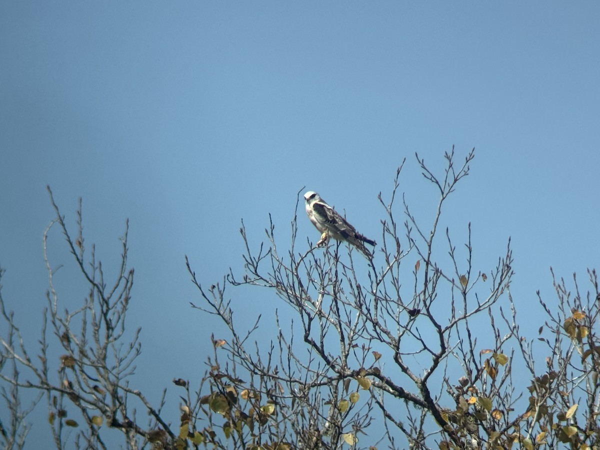 White-tailed Kite - ML643121052