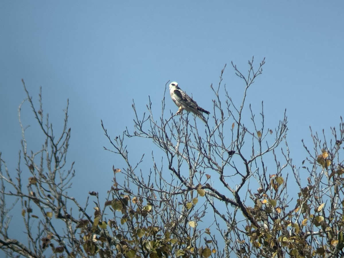 White-tailed Kite - ML643121053