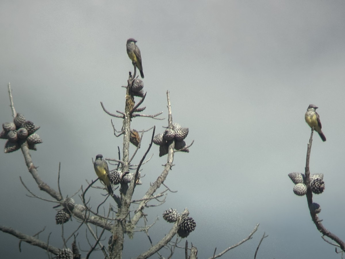 Cassin's Kingbird - ML643121057