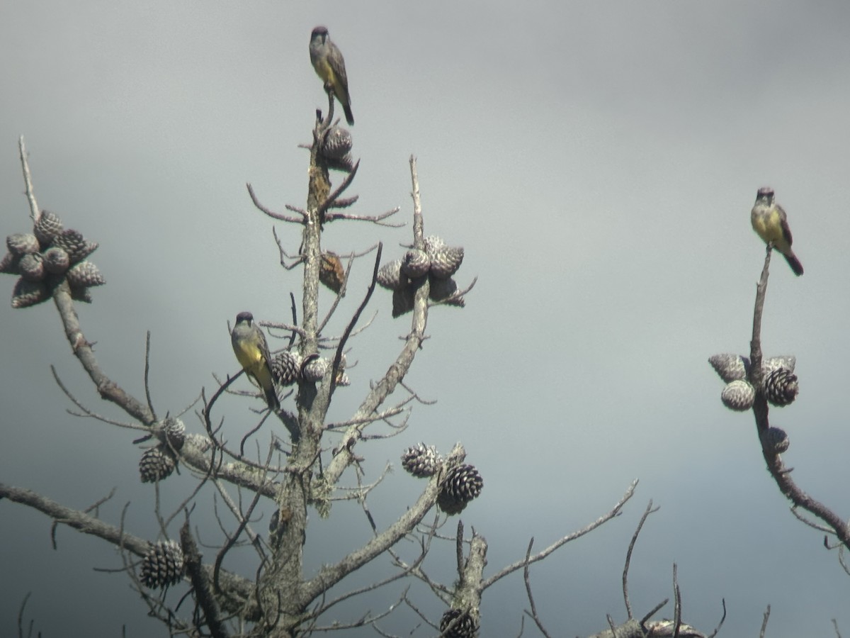 Cassin's Kingbird - ML643121058