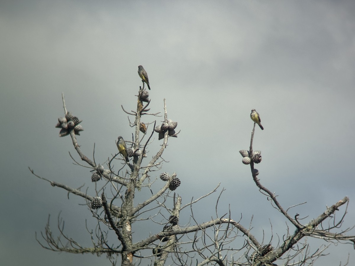 Cassin's Kingbird - ML643121059