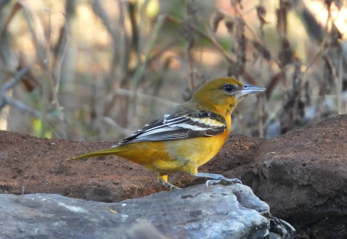 Baltimore Oriole - ML643121086