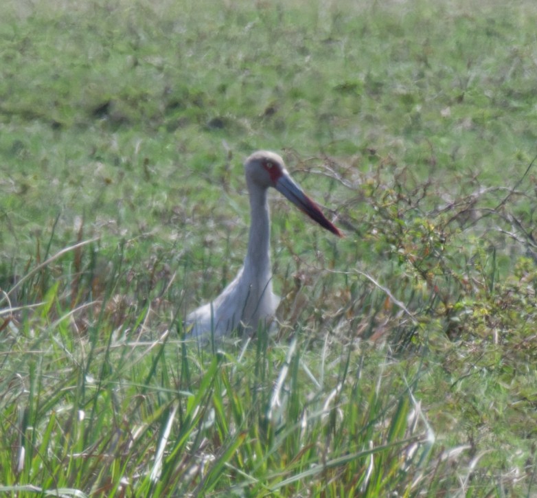 Maguari Stork - ML643121093