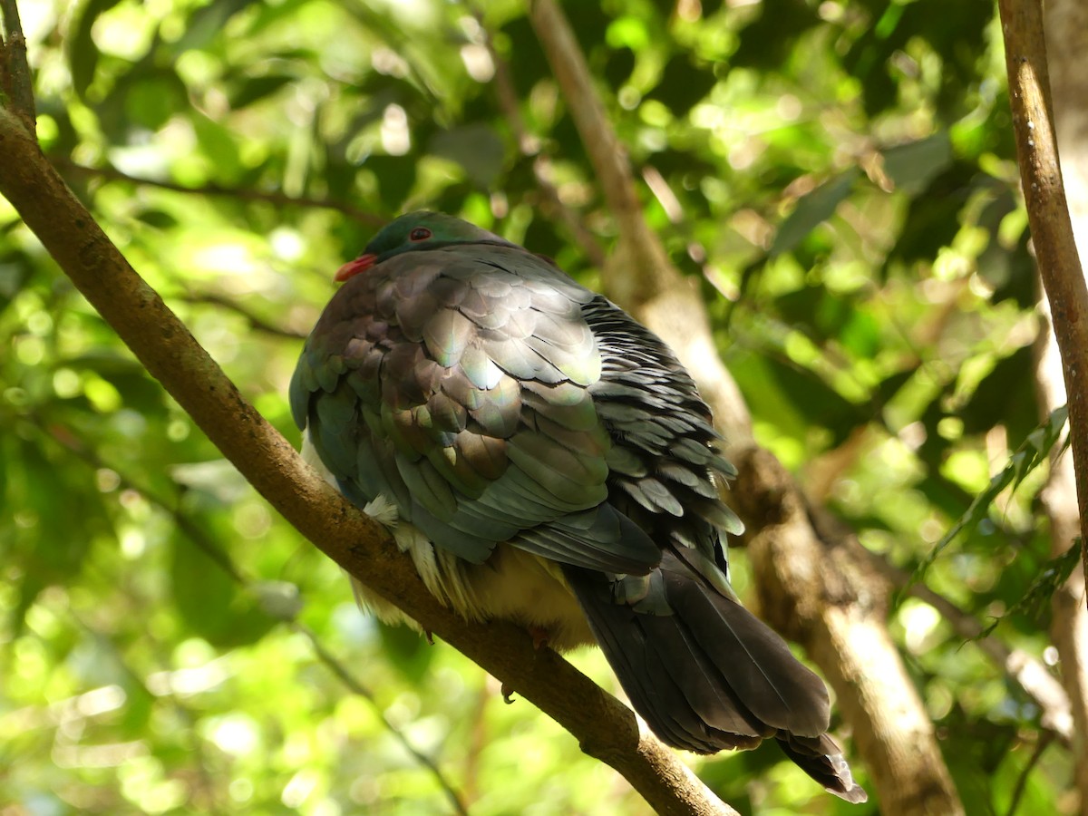 New Zealand Pigeon - ML643121114