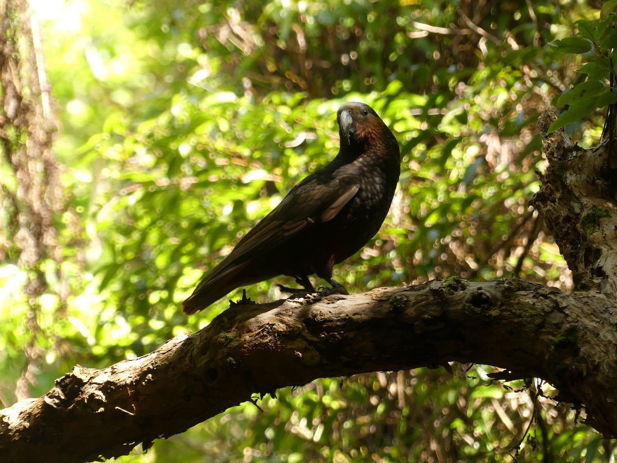 New Zealand Kaka - ML643121117