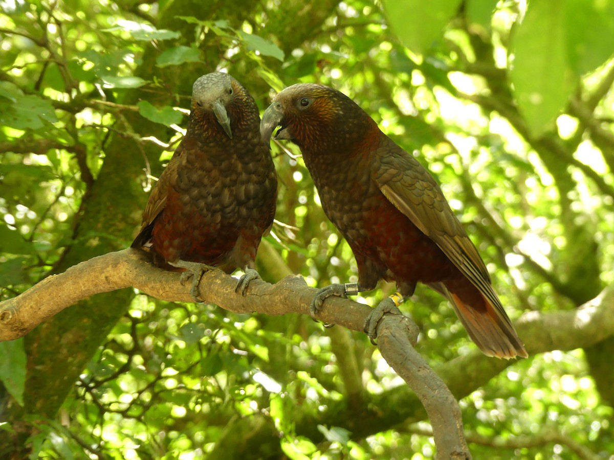 New Zealand Kaka - ML643121118