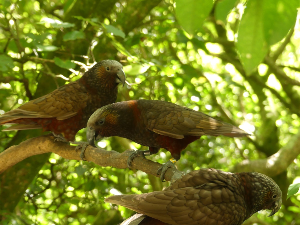 New Zealand Kaka - ML643121119
