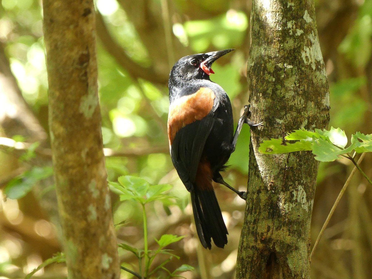 North Island Saddleback - ML643121130