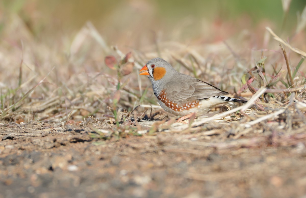 Zebra Finch - ML643121211