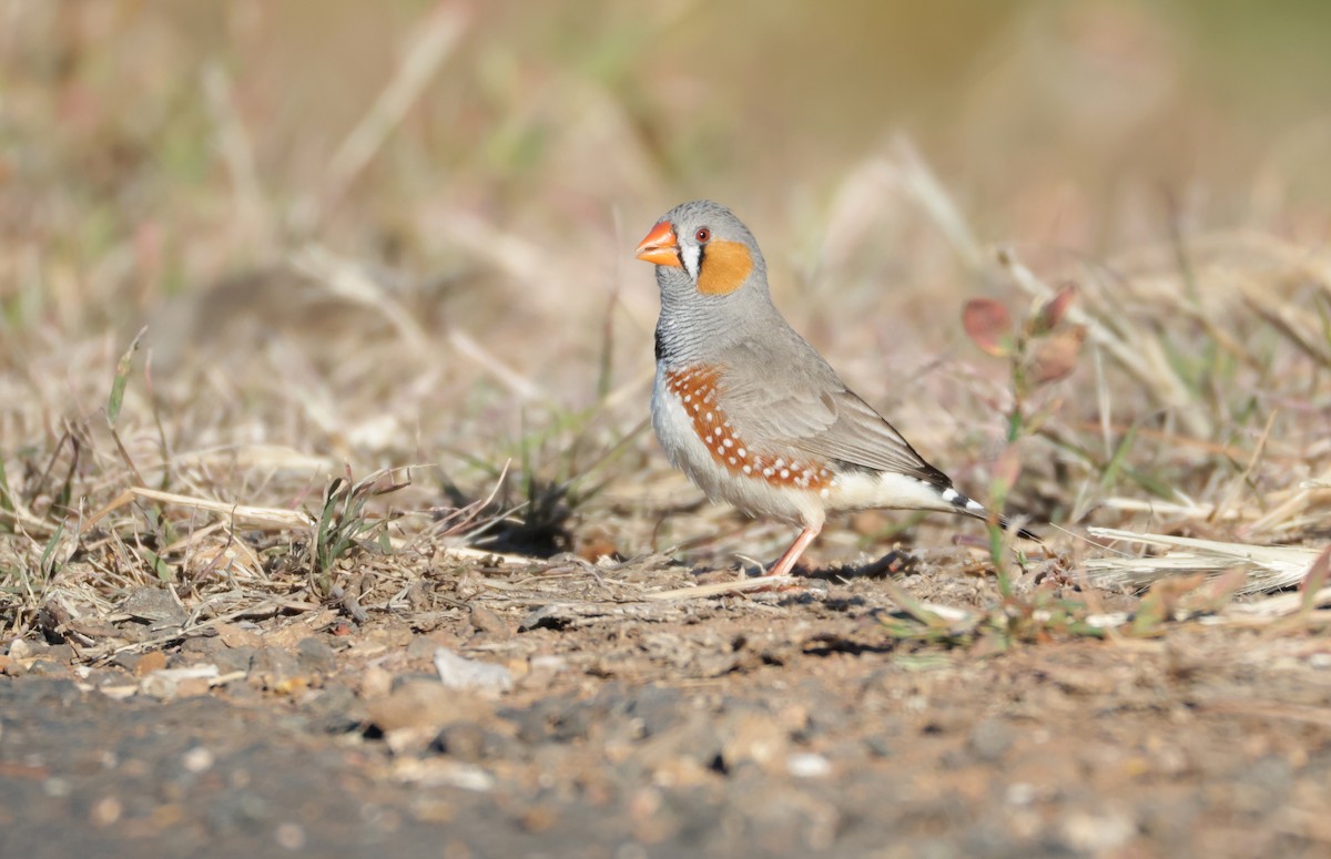 Zebra Finch - ML643121213