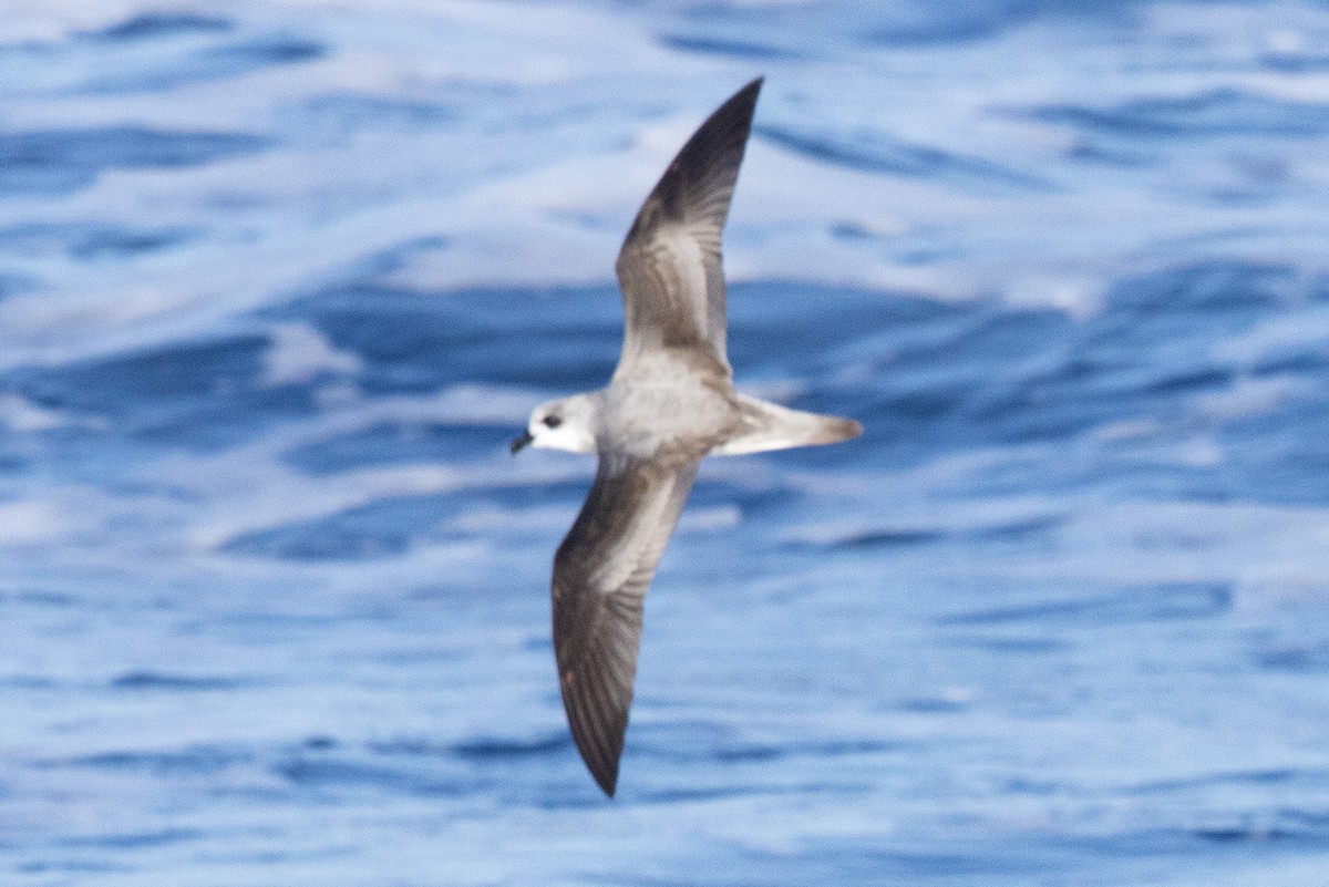 Cook's Petrel - ML643121219