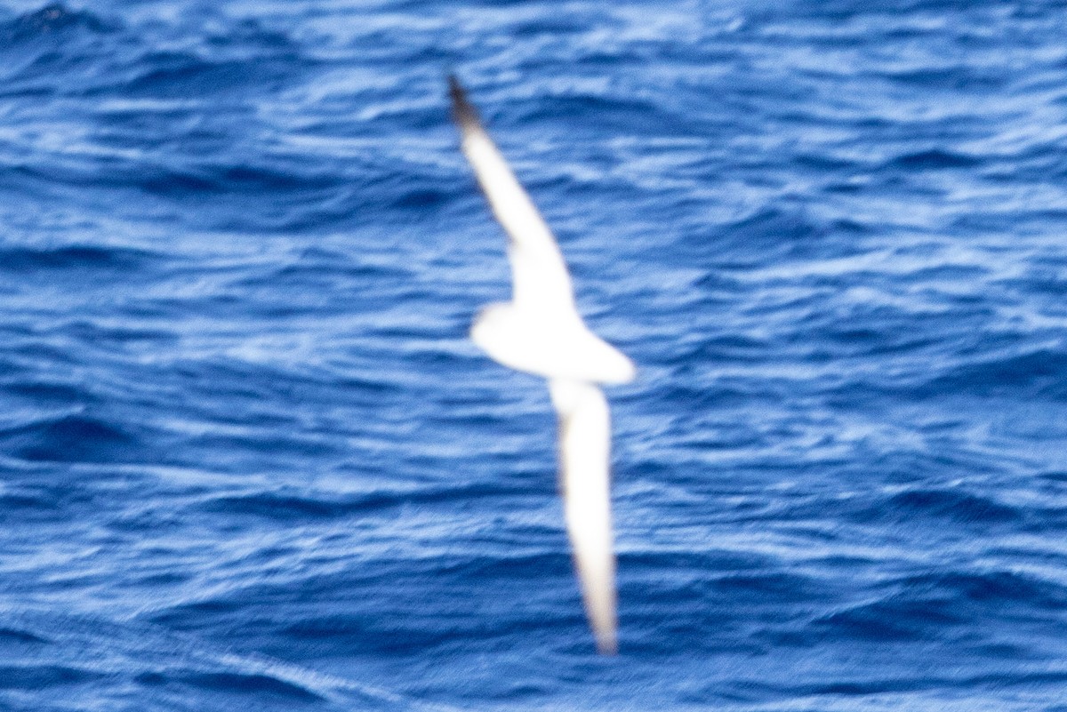 Cook's Petrel - ML643121220